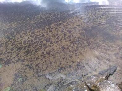 По вопросу о заморе рыбы в оз.Рахкалампи г.Суоярви