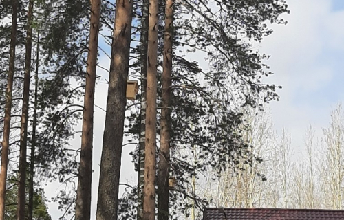 Домики для птиц